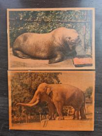 苏联明信片《动物》2枚