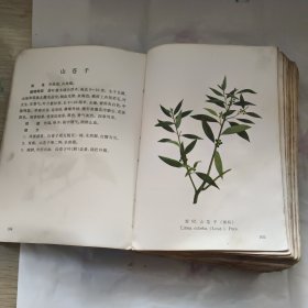 江西草药