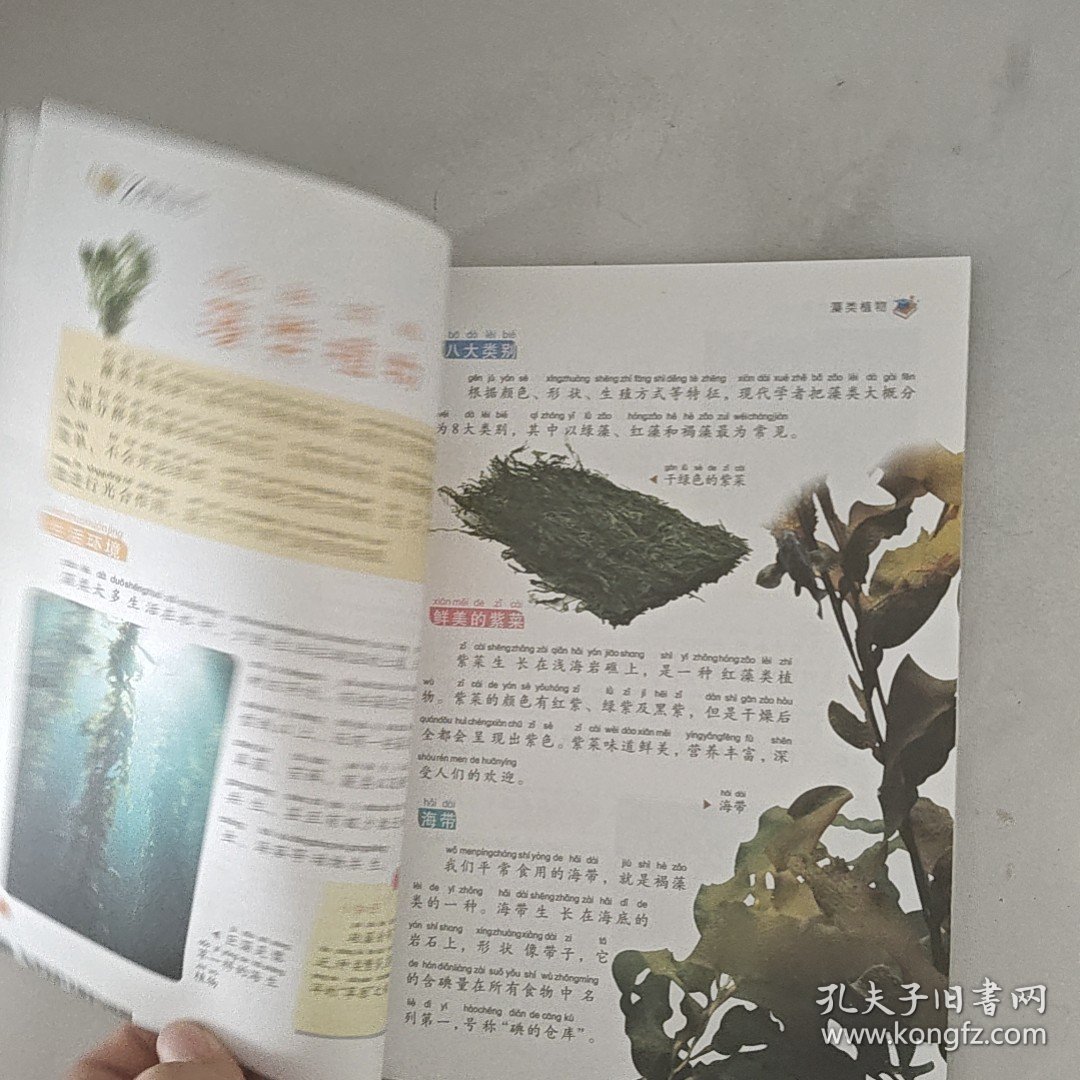 我的第一套百科全书：植物世界