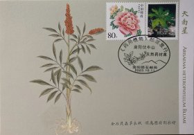 药用植物极限片，清代绘画天南星极限片，医学中药材明信片，花卉邮票极限片