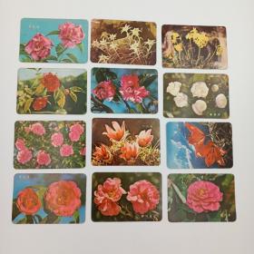 年历卡 1975年 植物花卉鲜花 年历片 柳叶银红 百合花 春花 花叶宝珠 大玛瑙 白头翁 星花 早桃红 白茶花 早牡丹 恨天高 12枚合售