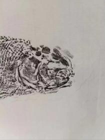 铰齿鱼类化石 拓片