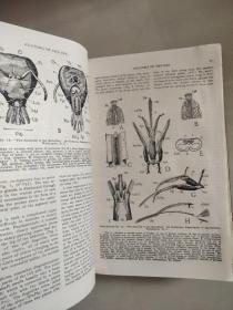 ABC and XYZ of BEE CULTURE 英文原版 1929年 革面精装,封面烫金凹凸印刷，品相较好