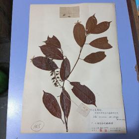 【A145】八十年代中国科学院南京植物研究所植物标本，8开大小，有植物名、产地、采集人、鉴定人，采集日期，鉴定日期等详细标