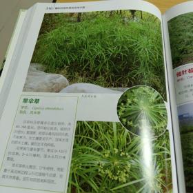襄樊市园林植物实用手册