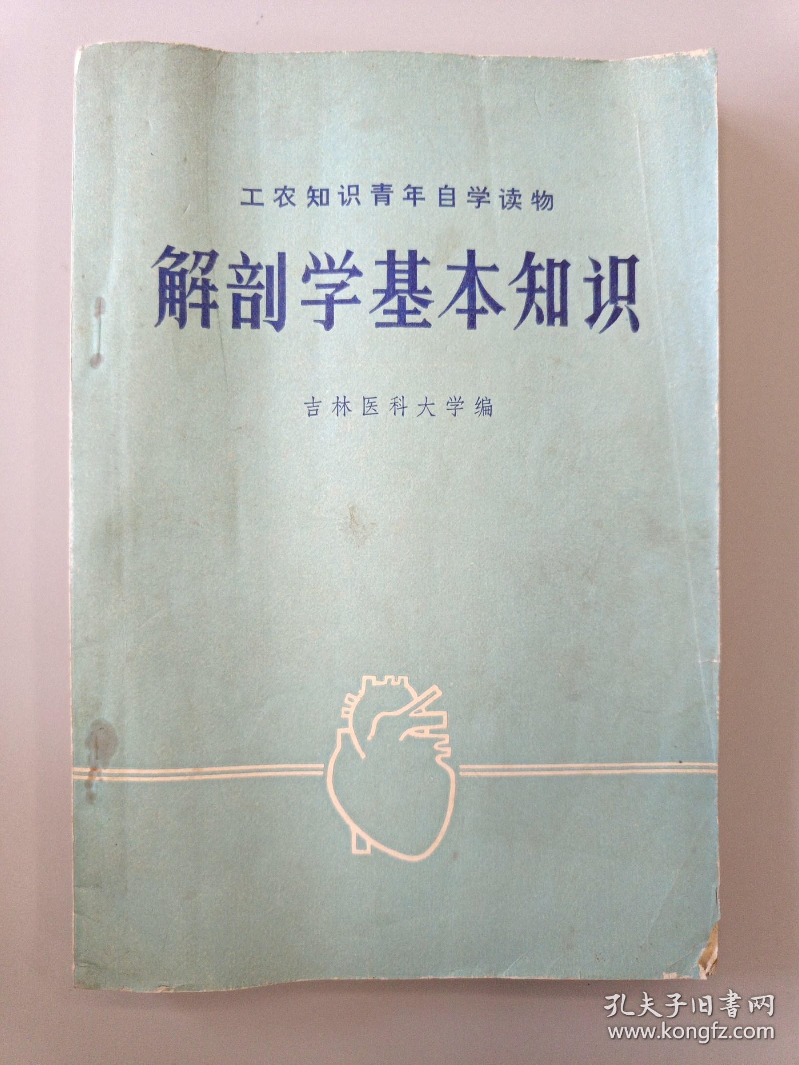 解部学基本知识