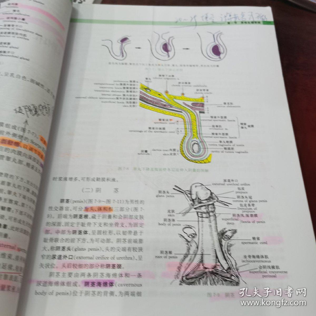 人体解剖学（第四版）/全国普通高等教育医学类系列教材