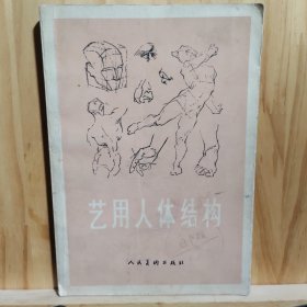 艺用人体结构