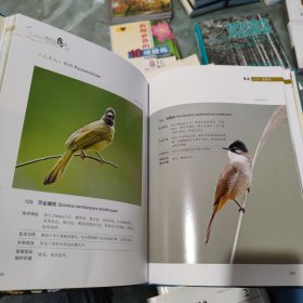 鸡公山鸟类