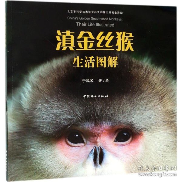 滇金丝猴生活图解
