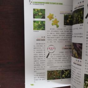 常见植物野外识别手册