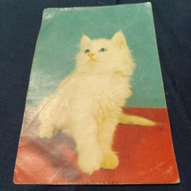 小猫明信片
