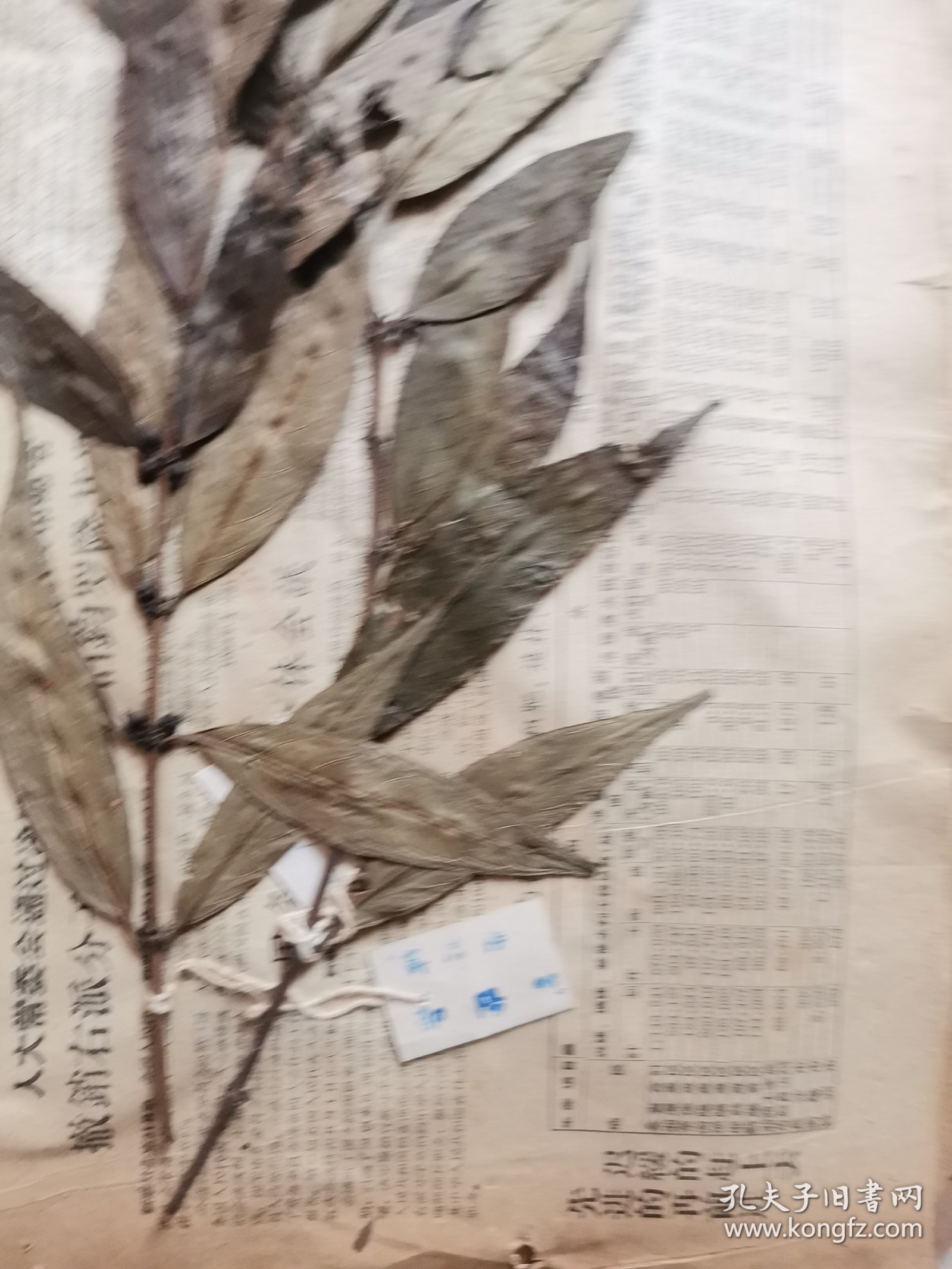 植物标本，无标本台纸.50325-2-21