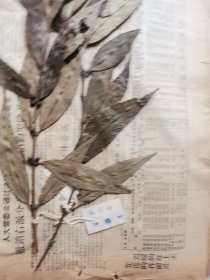 植物标本，无标本台纸.50325-2-21