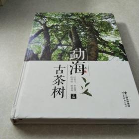 勐海古茶树，