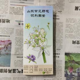 山东常见野花识别图鉴