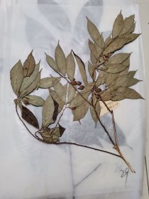 植物标本，无标本台纸.50327-30