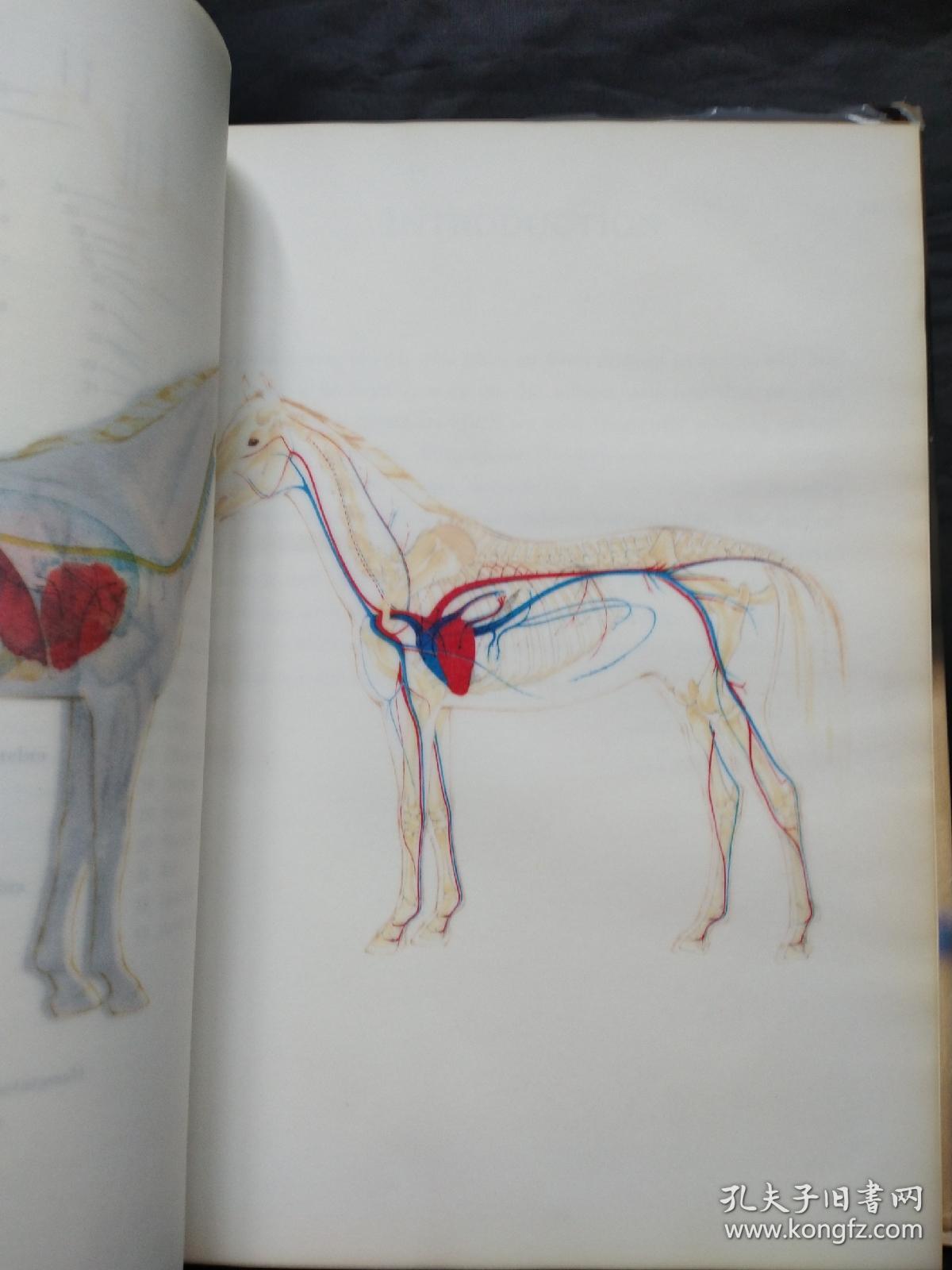 Horses