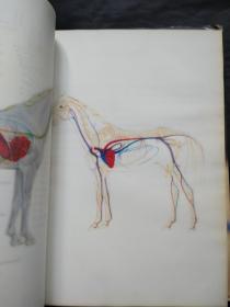 Horses