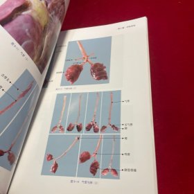 鸡解剖实用技术指南