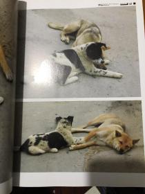 动物摄影图片资料书籍 狗篇 画家 摄影家等美术创作资料用书