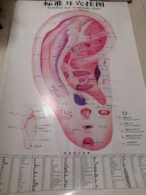 标准耳穴挂图、针灸穴位挂图（全4张）
