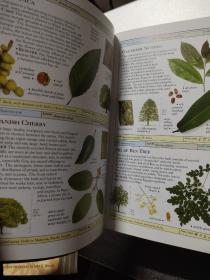 DK Smithsonian Handbooks Herbs:The Clearest recognition guides available 草药手册,DK出品,清晰且全面图片是鉴别草药最好的指南