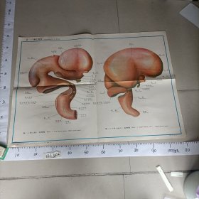 人体组织学胚胎学彩色挂图胚胎学中国医科大学XI-37脑之发生