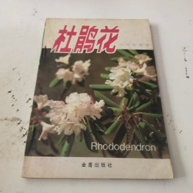 杜鹃花