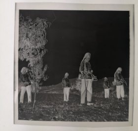 50年代农村姑娘在田地消灭害虫底片