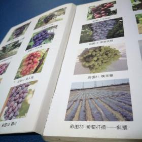 果树优质高效生产技术丛书：葡萄优质高效生产技术