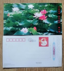 2004农历甲申年猴年贺年邮资明信片新，中国荷花之都，北方水乡微山湖荷花莲花9品相m88