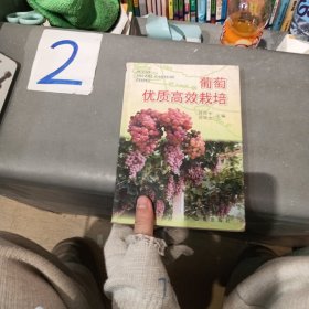 葡萄优质高效栽培