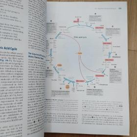 Lehninger Principles of Biochemistry