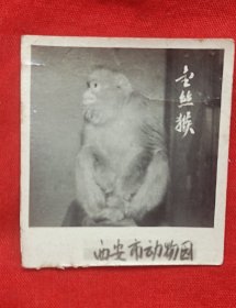 西安市动物园<金丝猴>