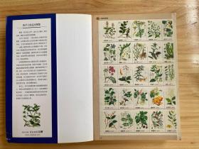 319种中国野菜图鉴.