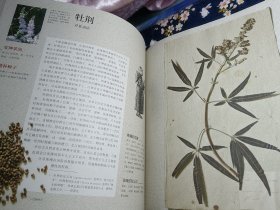 催情植物传奇：花草物语