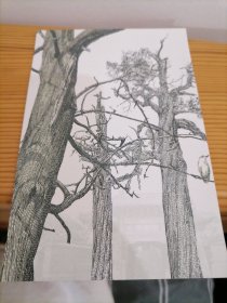 古柏雕刻版明信片