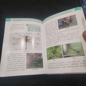 观赏昆虫识别图鉴