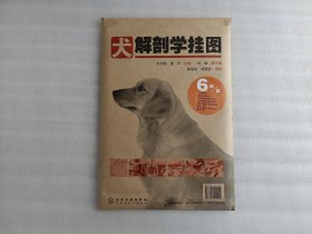 犬解剖学挂图【六张齐】实物拍照