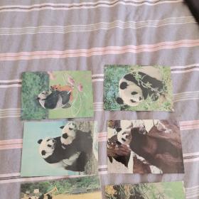 大熊猫明信片50开第一版