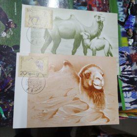 野骆驼明信片（2张）