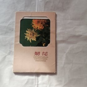 菊花明信片 8张