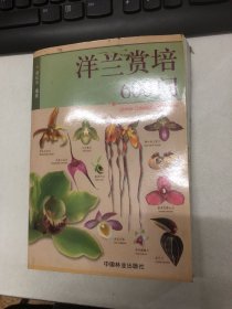 洋兰赏培600问