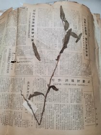 植物标本，无标本台纸.2150527-90