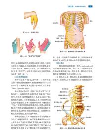 周围神经外科学