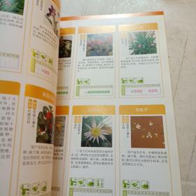 图解组合盆栽制作与观赏