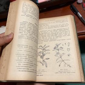 福建植物志.第三卷.种子植物.TOMUS 3.SPERMAIOPHYTA
