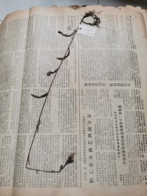 植物标本，无标本台纸.2150527-106