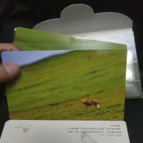 中国珍稀物种系列 藏狐 明信片全12张